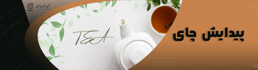 پیدایش چای