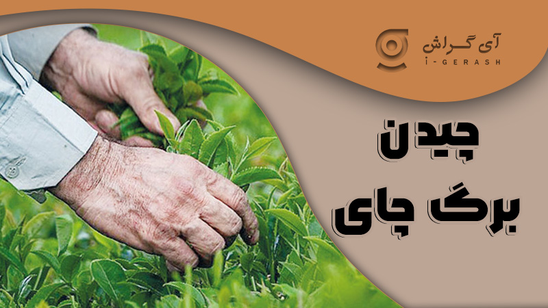 چیدن برگ چای