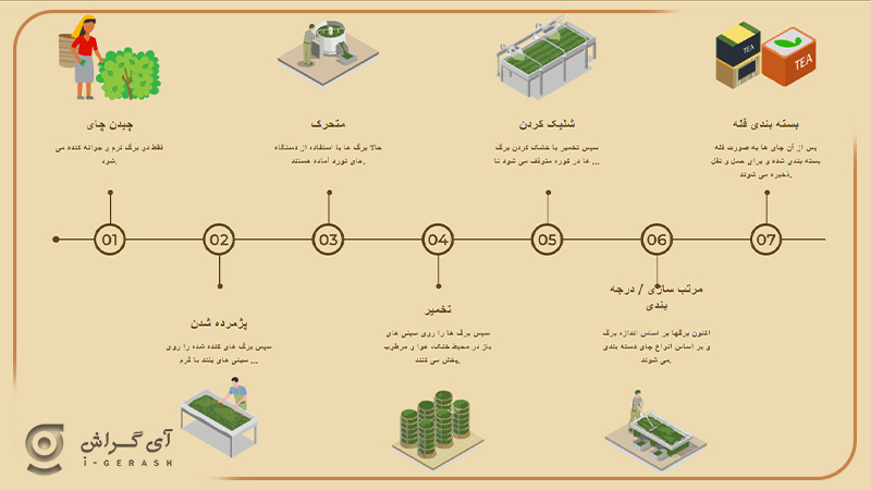 فرایند-تولید-چای تصویر